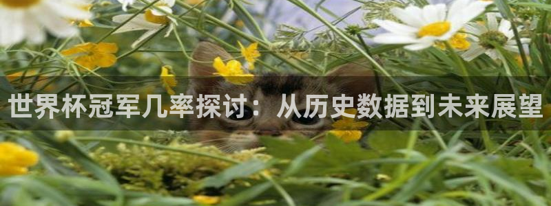 世界杯：世界杯冠军几率探讨：从历史数据到未来展望