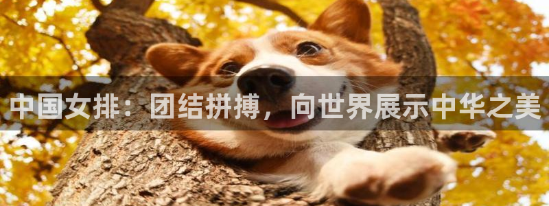 世界杯今日赛程直播：中国女排：团结拼搏，向世界展示中华之美
